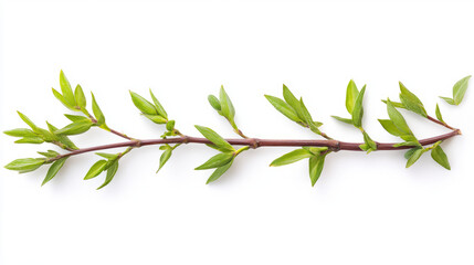 Obraz premium Green herb branch with fresh leaves on white background