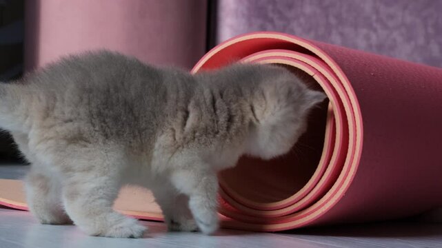 Two funny little kitten playing on the floor with a yoga mat rolled up. Home fitness concept. Adorable pets.