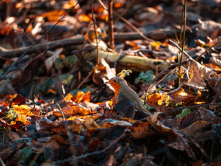 autumn leaves on ground 