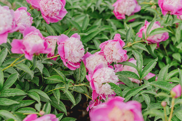 Blooming peony bushes of various species in the garden