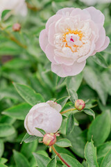 Blooming peony bushes of various species in the garden