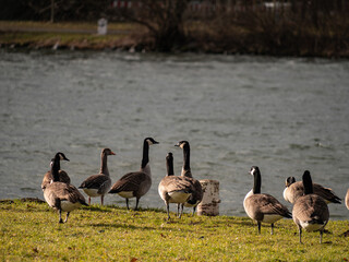 canada goose family
