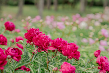 Blooming peony bushes of various species in the garden