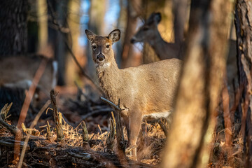 Deer In the Forest