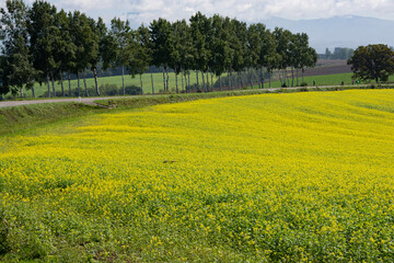 丘陵地帯の満開のナノハナ畑
