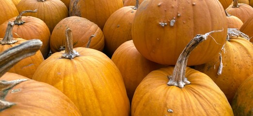 Pumpkin Accumulation