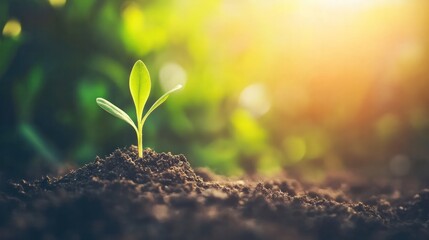 A sprout emerging from the dry ground, symbolizing the persistence of life and the power of growth in adversity.