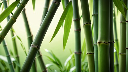 Fototapeta premium Focused image of green bamboo stalks surrounded by fresh, vibrant leaves in natural light capturing the serene and tranquil essence of nature, emphasizing ecological beauty and rejuvenation