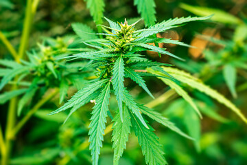 A lush cannabis plant thrives outdoors, showcasing vibrant green leaves and budding flowers. The detailed close-up reveals the intricate structure of the plant's foliage