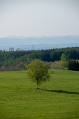 春の緑の草原
