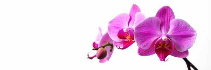 Obraz premium Delicate pink orchid blossoms isolated on pure white , spring, macro, nature