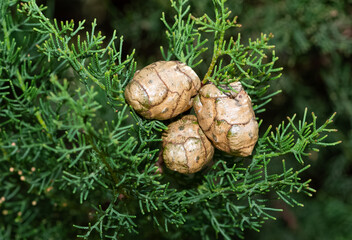 pine trees. photos of pine trees and cones.