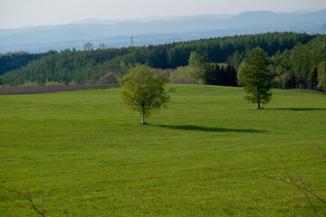 春の緑の草原
