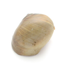 Close-Up Of Seashell Against White Background - stock photo
