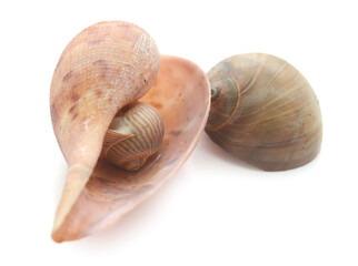 Close-Up Of Seashell Against White Background - stock photo
