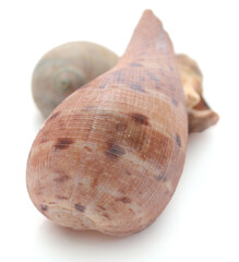 Close-Up Of Seashell Against White Background - stock photo
