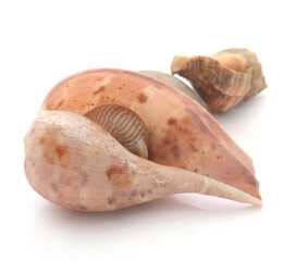 Close-Up Of Seashell Against White Background - stock photo
