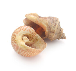 Close-Up Of Seashell Against White Background - stock photo
