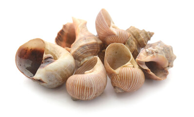Close-Up Of Seashell Against White Background - stock photo
