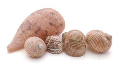 Close-Up Of Seashell Against White Background - stock photo
