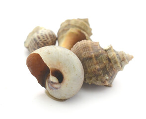 Close-Up Of Seashell Against White Background - stock photo
