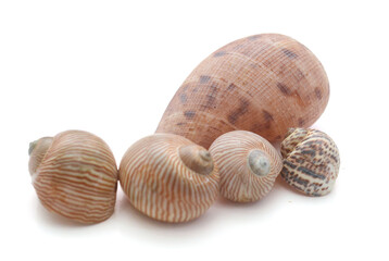 Close-Up Of Seashell Against White Background - stock photo
