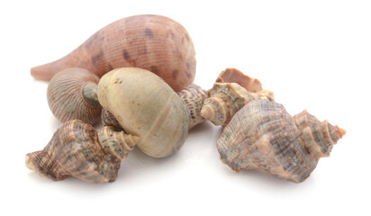 Close-Up Of Seashell Against White Background - stock photo

