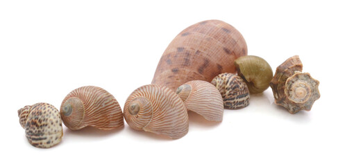 Close-Up Of Seashell Against White Background - stock photo
