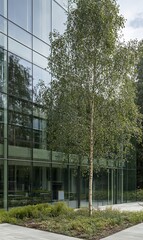 Obraz premium Modern glass office building exterior with birch tree, landscaping, and reflections of trees