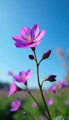 Fototapeta premium Wood Cranesbill in bloom against a bright blue sky, spring, blue sky, purple