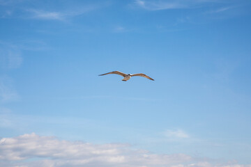 Gabbiano in volo