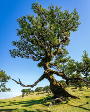 The laurissilva forest of Fanal on Madeira island
