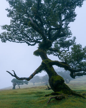 Foggy conditions in the laurissilva forest of Madeira, Portugal