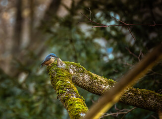 Cuszka rests on the tree branch