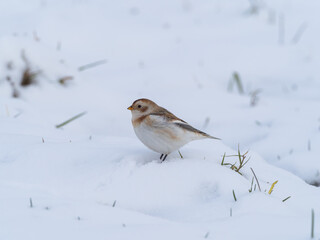 Schneeammer