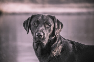 Labrador portrait in the snow
