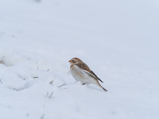 Schneeammer