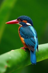 Fototapeta premium Colorful kingfisher perched on banana tree leaf, tropical, bird