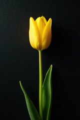 Fototapeta premium Small yellow tulip bud with green stem on a somber black canvas, stem, green