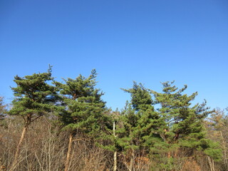 青空と里山風景