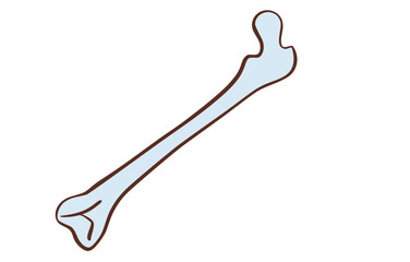 human skeleton bones biology