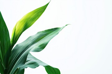 Fototapeta premium Serene elegance of fresh green leaves against a bright white backdrop evoking natural beauty