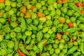many habanero pepper green in groups. Capsium chinense
