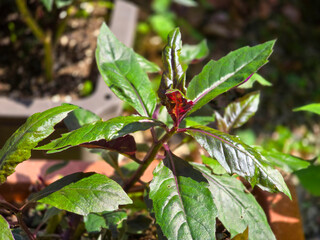 Close-Up of Gynura Bicolor Growing in Field Under Sunlight, Ready for Harvest