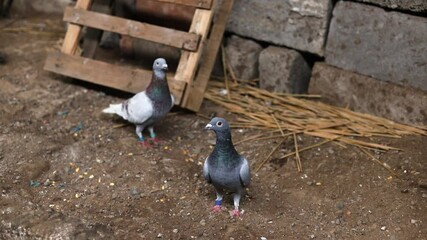 A domestic homing pigeon