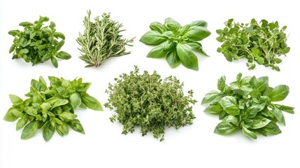 Obraz premium Variety of fresh culinary herbs on white background