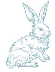 Bunny vector illustration, vintage style drawing, Easter bunny, spring, rabbit, cute, engraving 