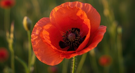 Fototapeta premium Vibrant red poppy flower in bloom with delicate petals in sunlit field