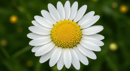 Obraz premium White daisy flower with yellow center in green field background