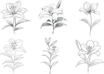 Vector collection of hand drawn lily flowers, black line graphics on white background.